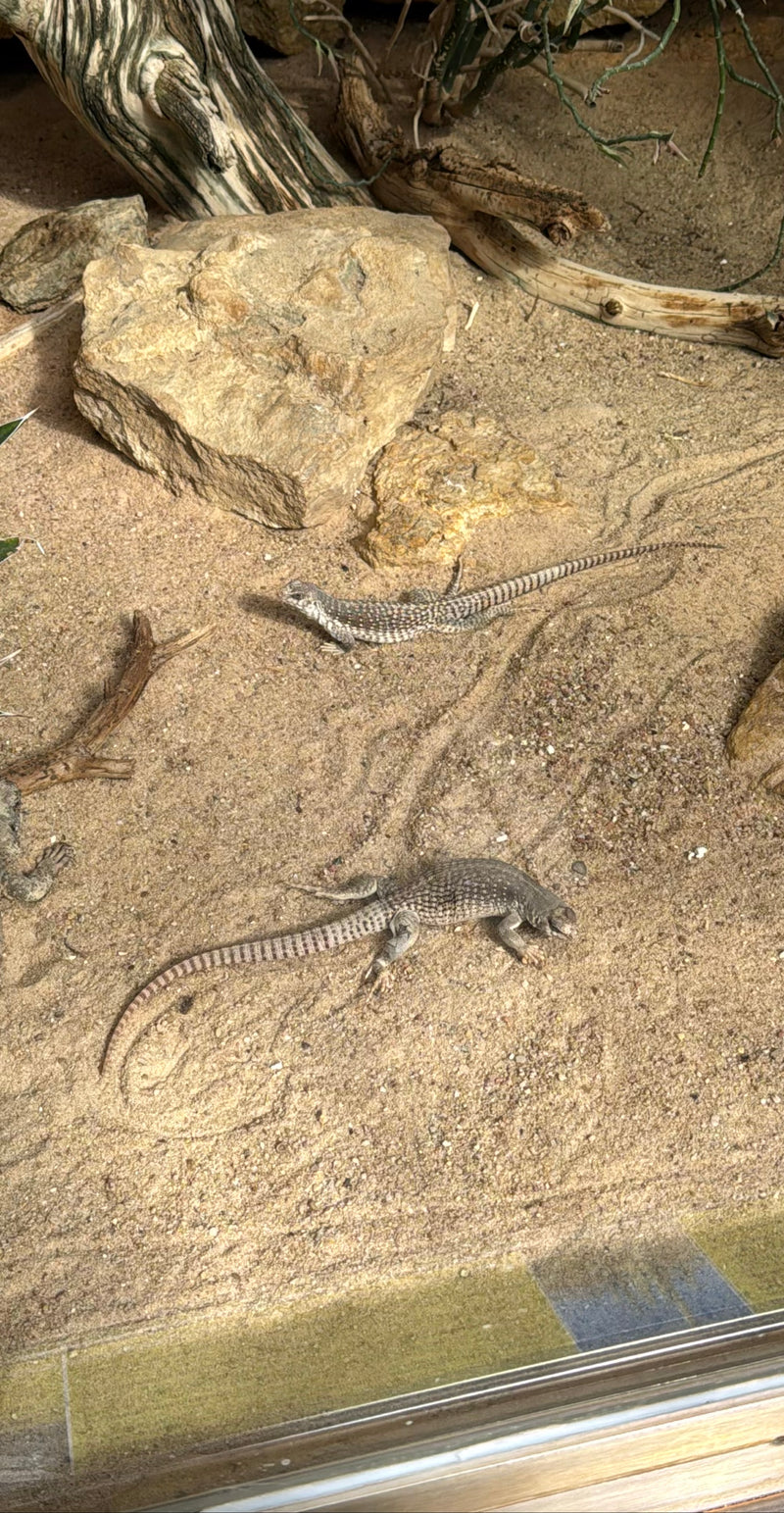 Wüstenleguan — Bild 1