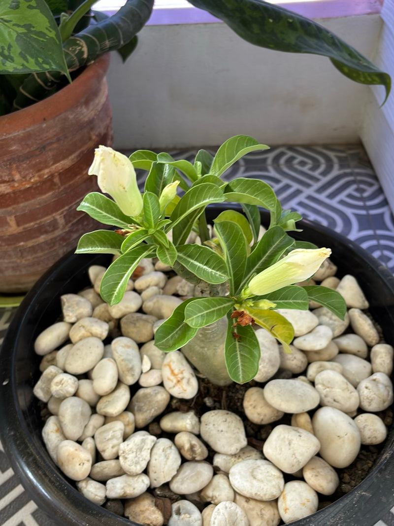 Wuestenrose — Bild 4