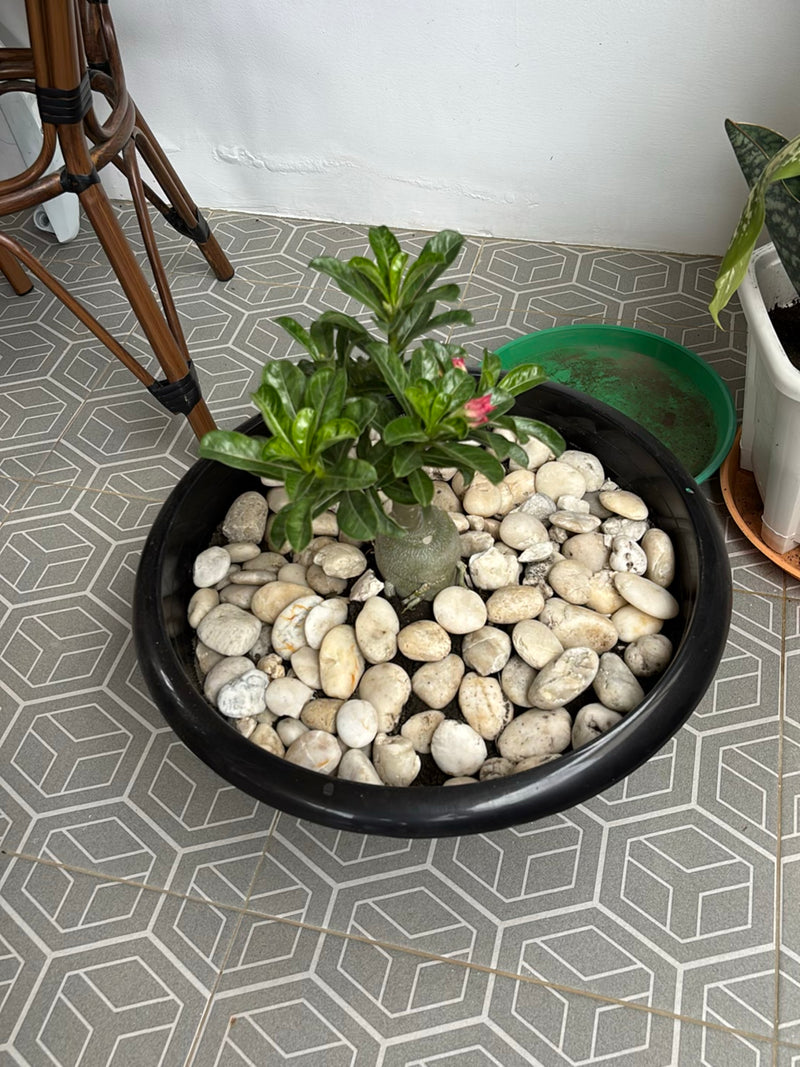 Wuestenrose — Bild 1