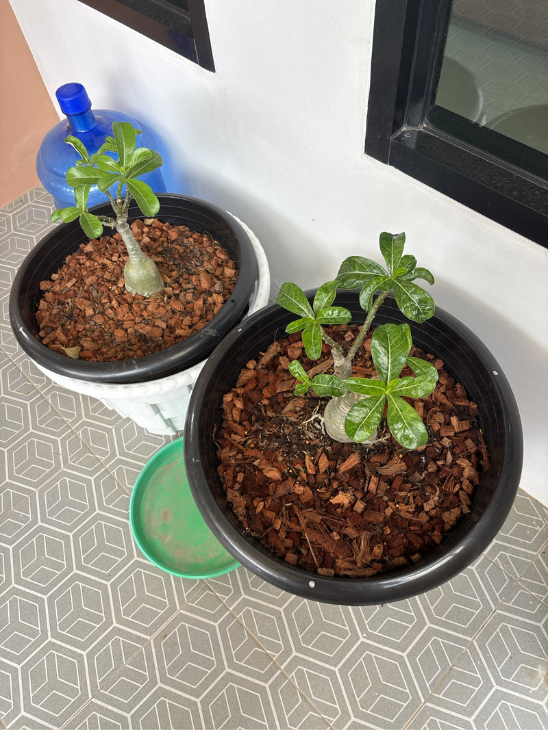 Wuestenrose — Bild 2