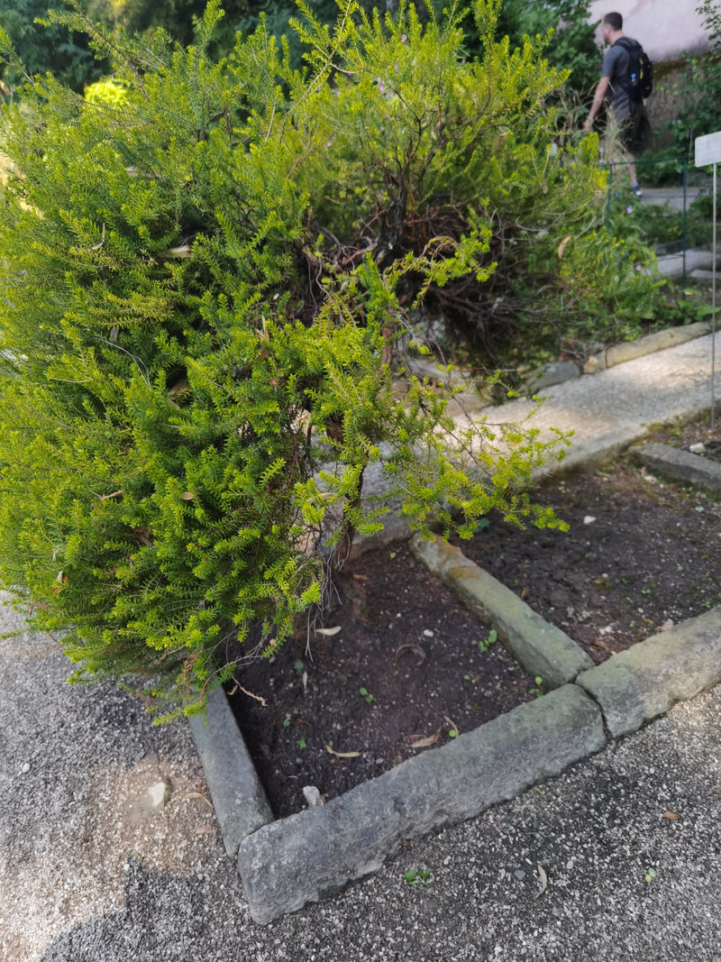 Wacholder-Grevillee — Bild 1