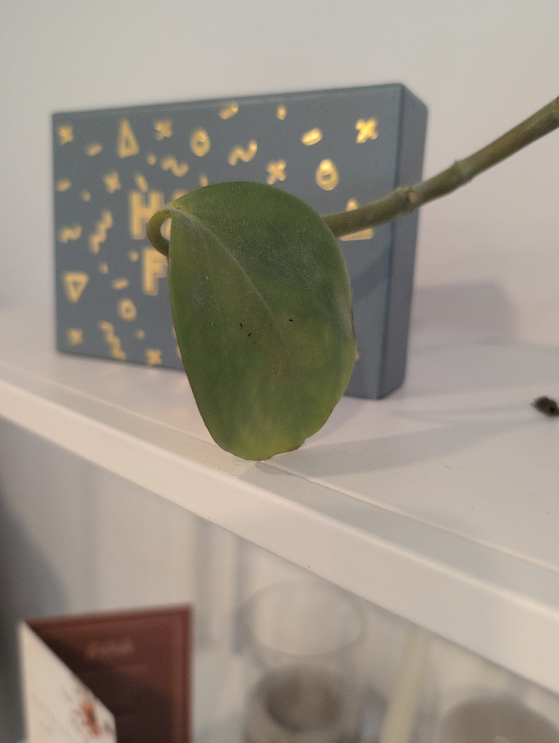 Wachsblume — Bild 3