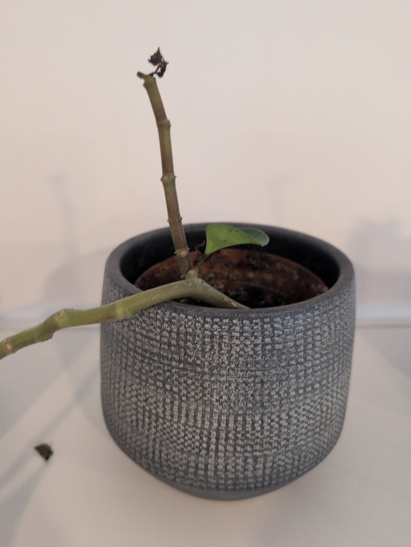 Wachsblume — Bild 1