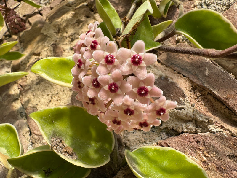 Eine blühende Wachsblume mit einer kugeligen Dolde aus porzellanartigen, rosafarbenen Blüten vor einer Steinmauer.
