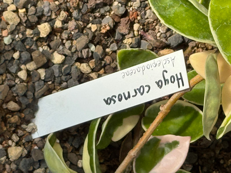 Zu sehen sind die weiß-grün panaschierten Blätter einer Wachsblume neben einem beschrifteten Pflanzenschild auf körnigem Substrat.