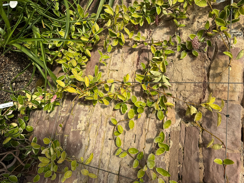 Eine Wachsblume klettert mit fleischigen, hell gerandeten Blättern an einer rustikalen Steinwand empor. Dazwischen ist eine kugelförmige Blütendolde mit zart...