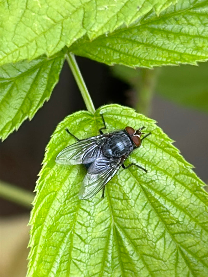Gemeine Stechfliege — Bild 1
