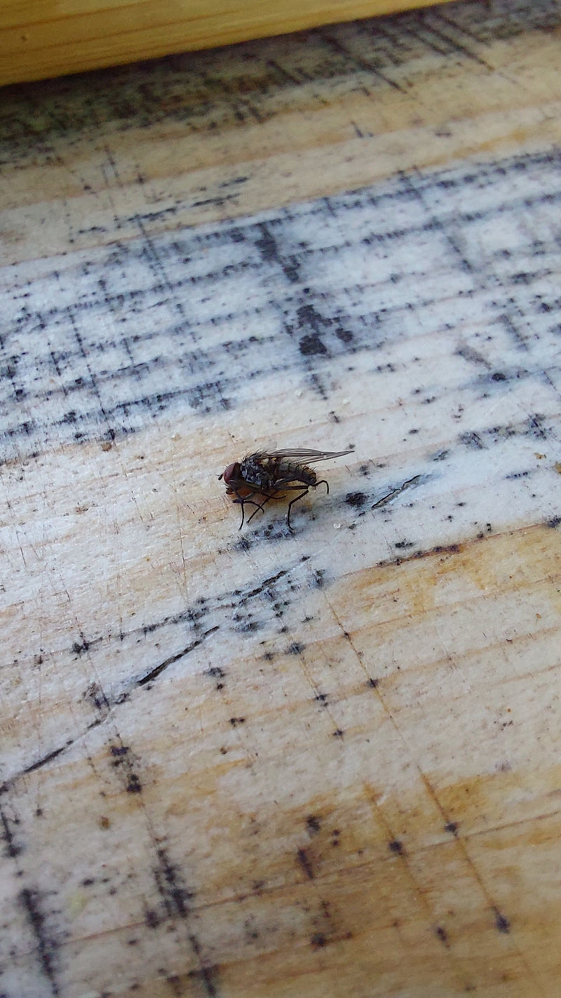 Gemeine Stechfliege — Bild 3