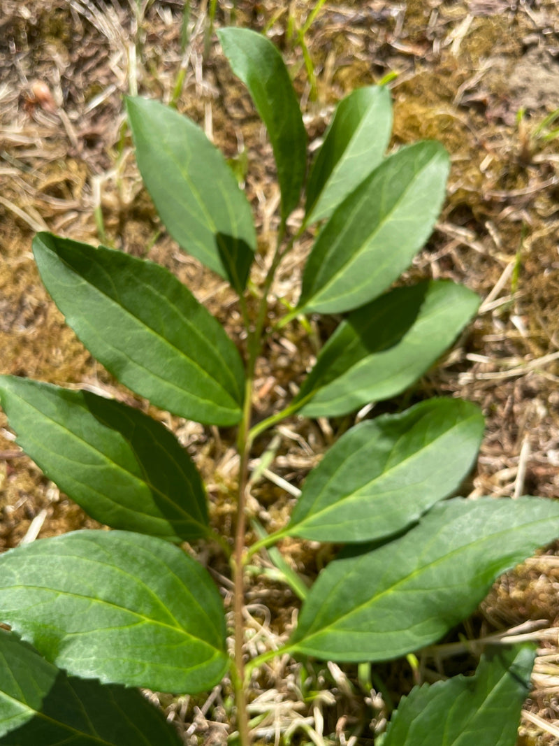 Wald-Bingelkraut — Bild 1