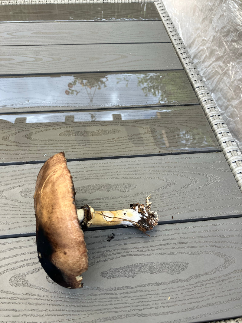 Wald-Champignon — Bild 3