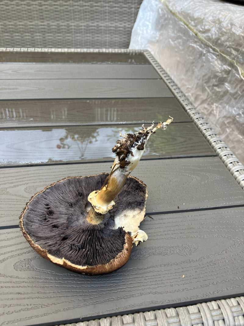 Wald-Champignon — Bild 2