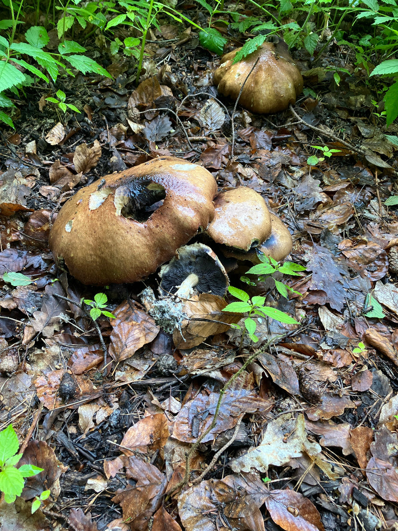 Wald-Champignon — Bild 1