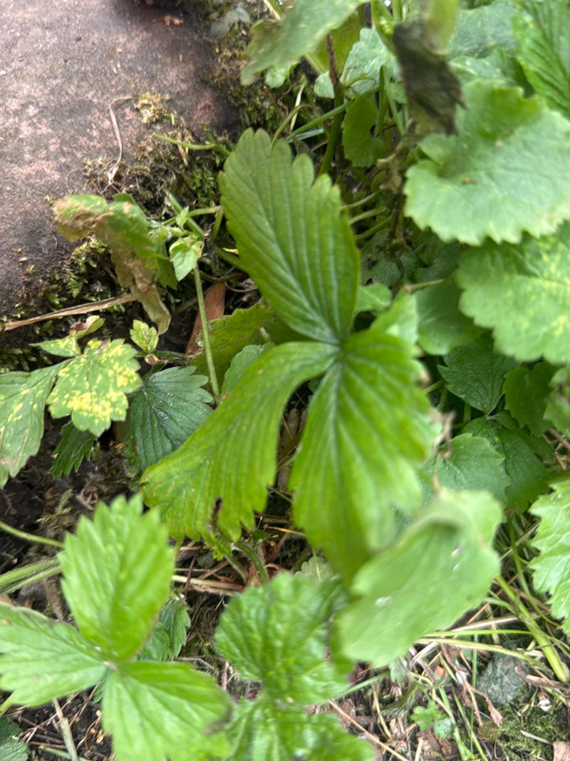 Erdbeeren — Bild 4