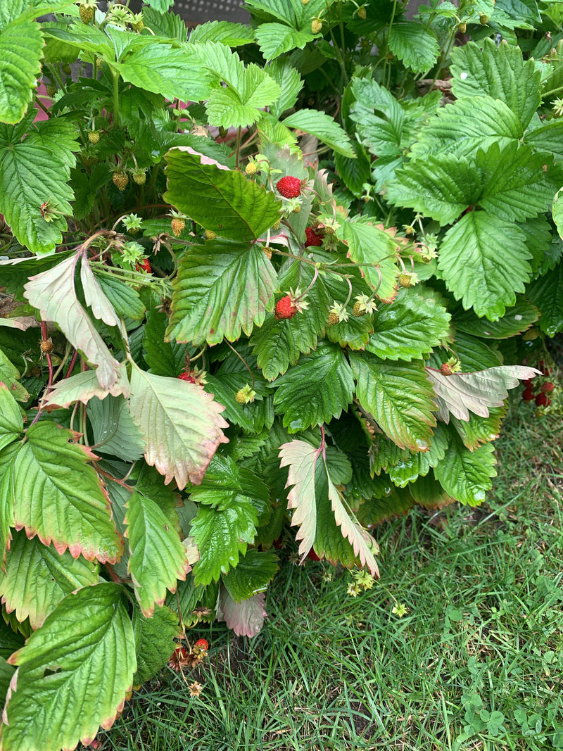 Erdbeeren — Bild 2