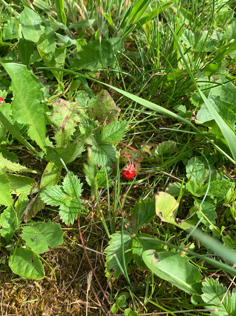 Erdbeeren — Bild 1