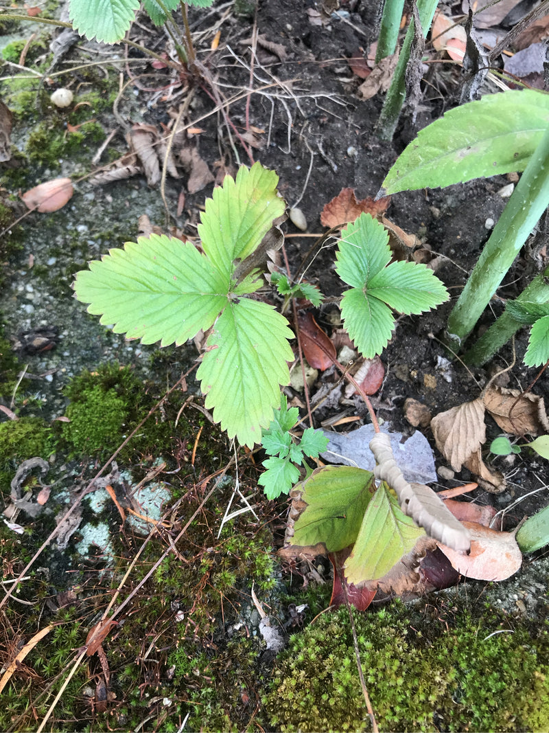Erdbeeren — Bild 2 von 16