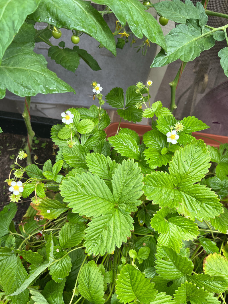 Erdbeeren — Bild 3