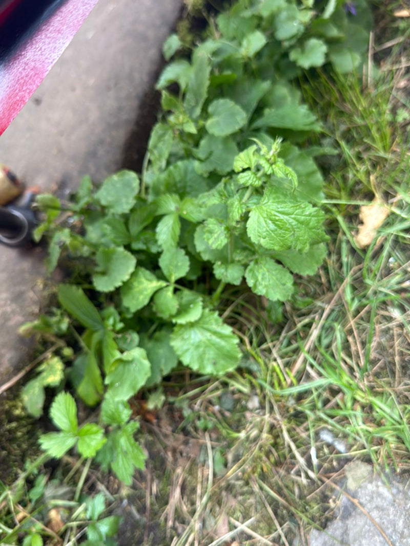 Erdbeeren — Bild 5