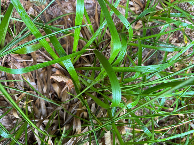 Wald-Hainsimse — Bild 1 von 1