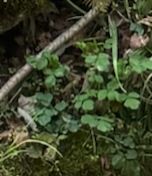 Wald-Sauerklee — Bild 1
