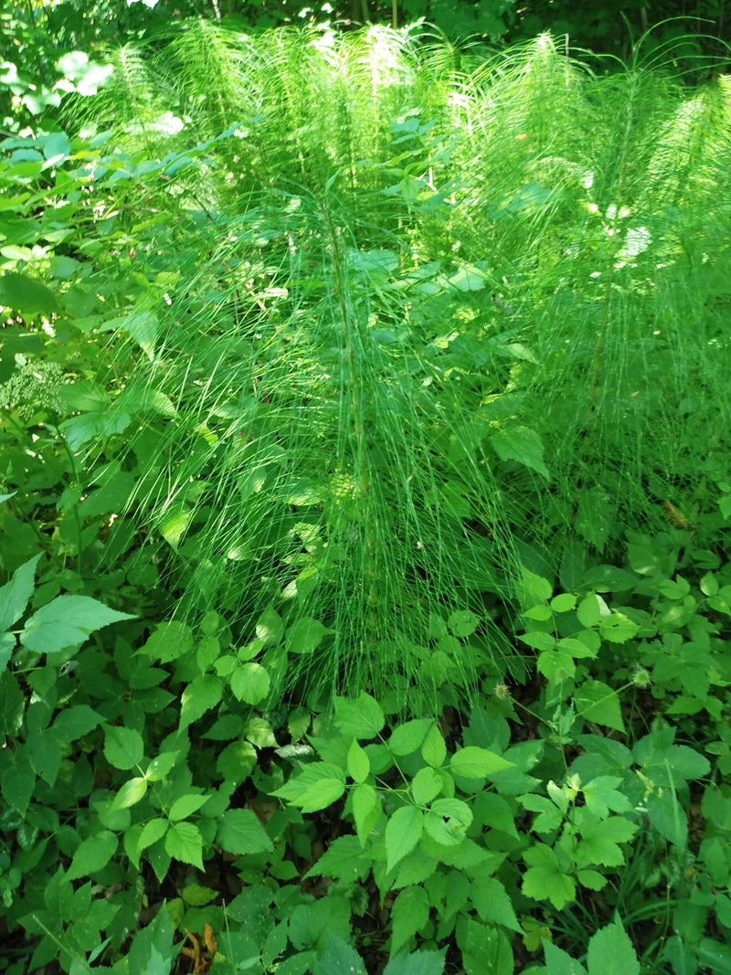 Wald-Schachtelhalm — Bild 1