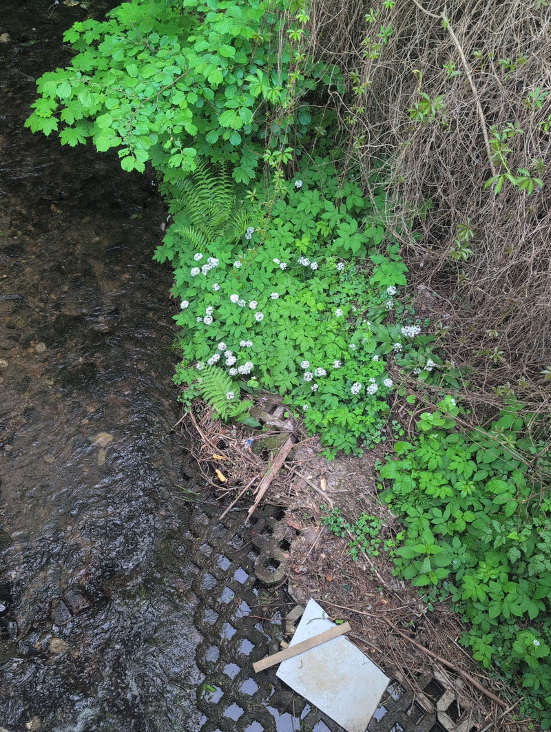 Wald-Schaumkraut — Bild 2