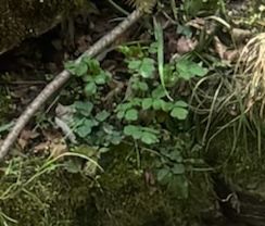 Wald-Schaumkraut — Bild 1