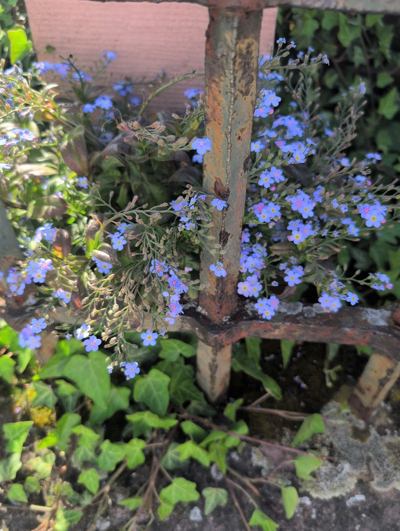 Wald-Vergissmeinnicht — Bild 3