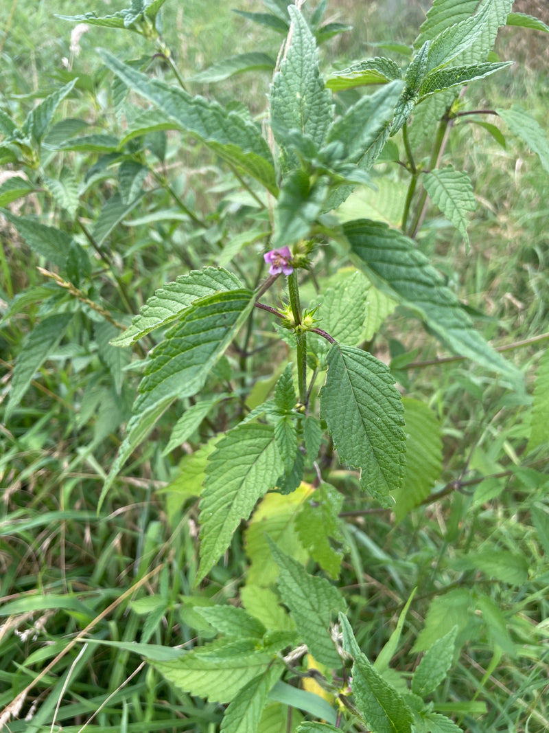 Wald-Ziest — Bild 1