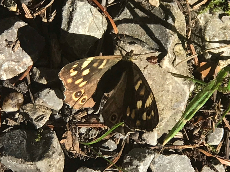 Waldbrettspiel — Bild 1 von 2