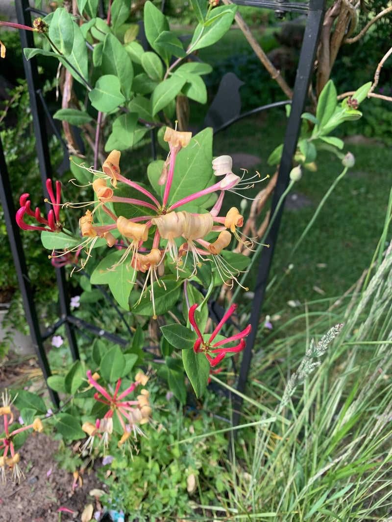 Geissblatt — Bild 3