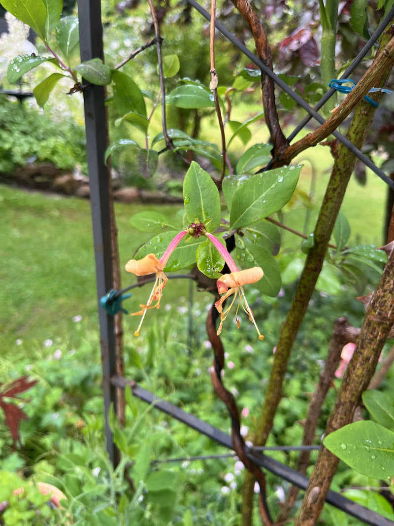Geissblatt — Bild 5
