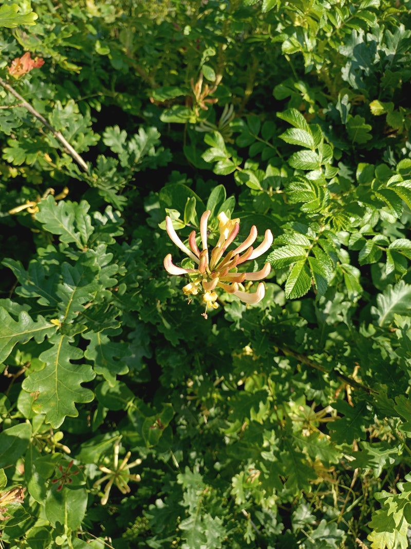 Geissblatt — Bild 2