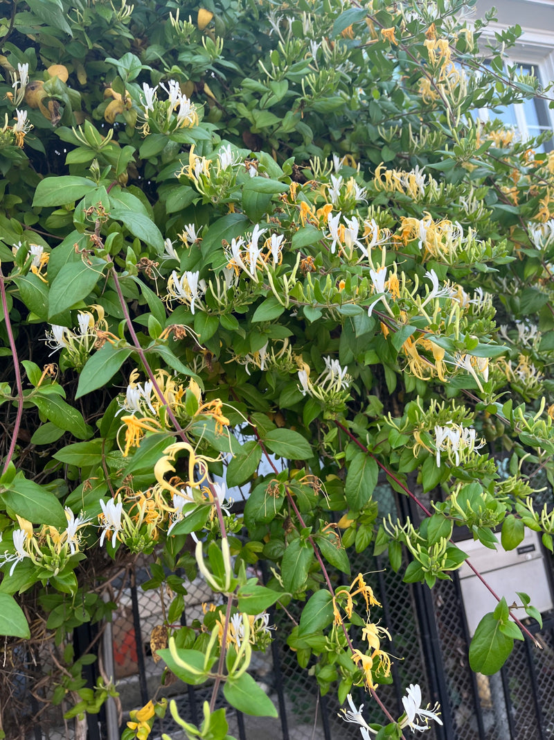 Geissblatt — Bild 1