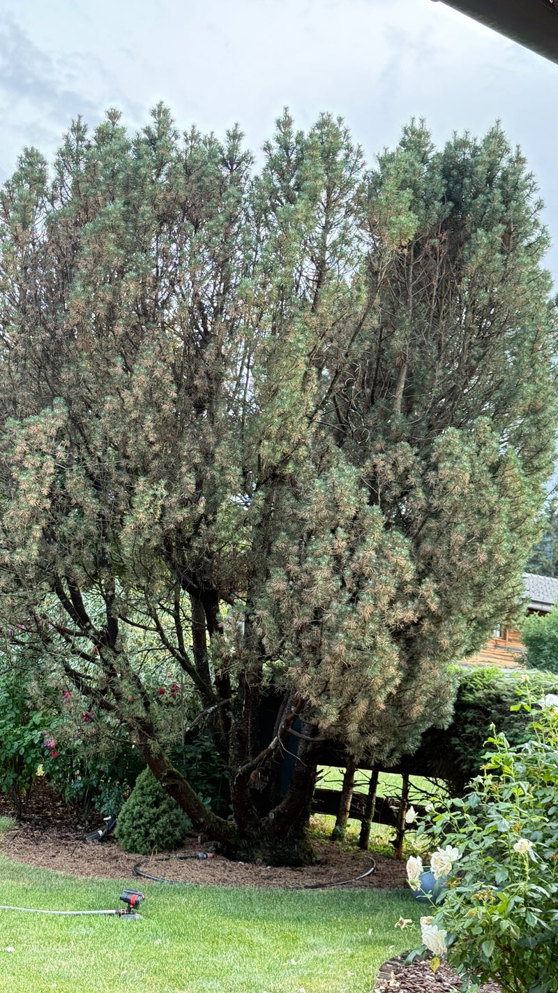 Waldkiefer — Bild 4