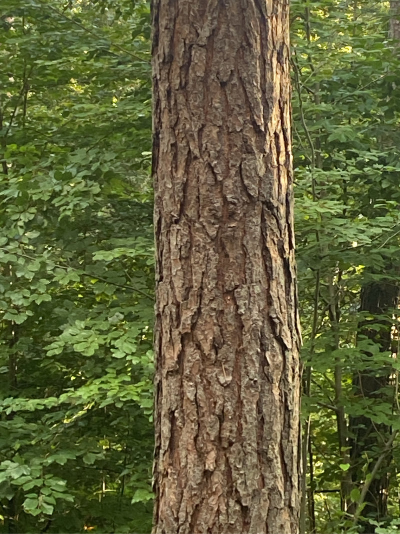 Zu sehen ist der Stamm einer Waldkiefer mit ihrer typischen, rissigen Borke. Im Hintergrund befindet sich grüner Laubwald.