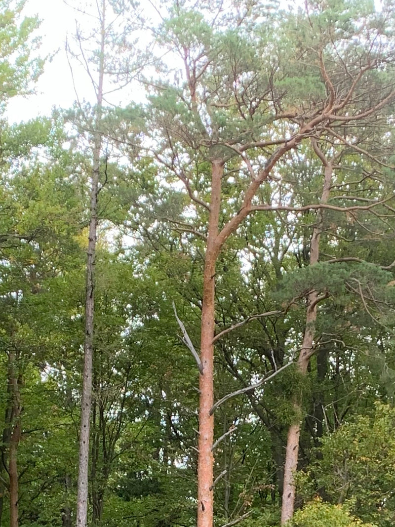 Zu sehen sind erwachsene Waldkiefern mit ihren typischen, rötlich-braunen Stämmen und der grünen Nadelkrone. Sie stehen in einem sommerlichen Wald.