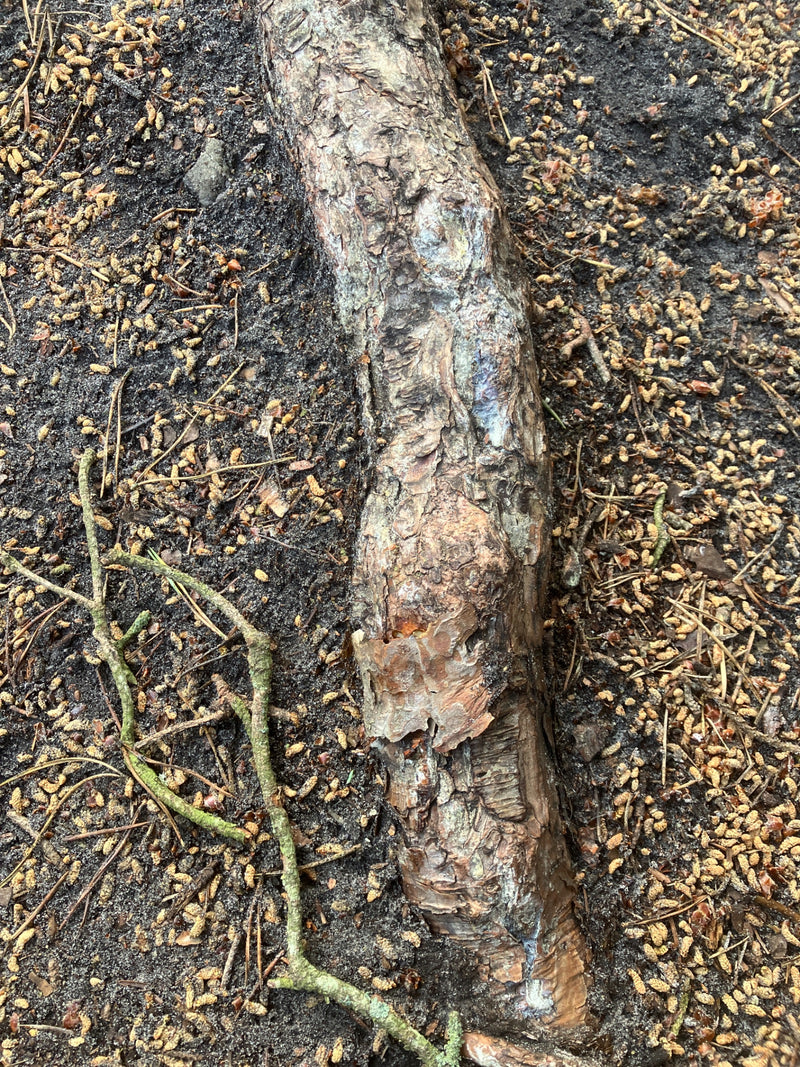 Waldkiefer — Bild 1