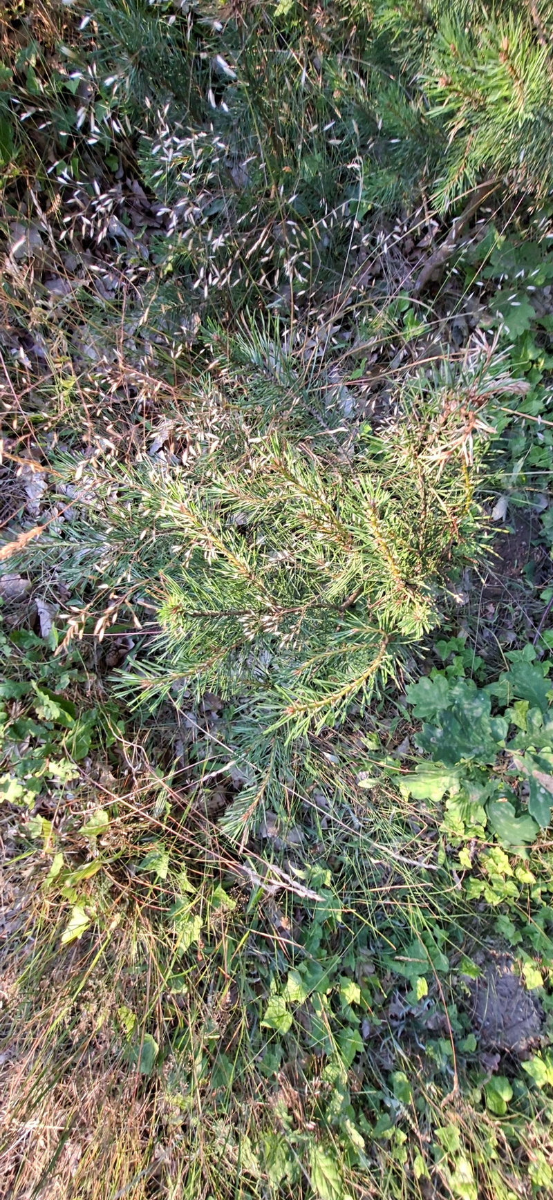 Waldkiefer — Bild 2