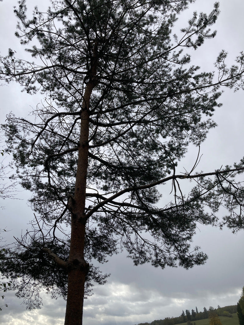 Eine hochgewachsene Waldkiefer mit ausladender Krone und Nadelbüscheln steht vor einem wolkenverhangenen Himmel.
