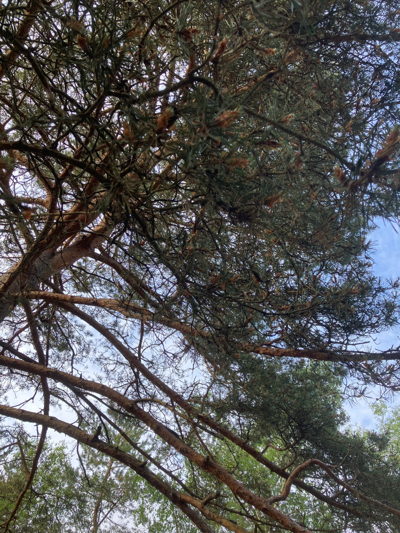 Waldkiefer — Bild 3