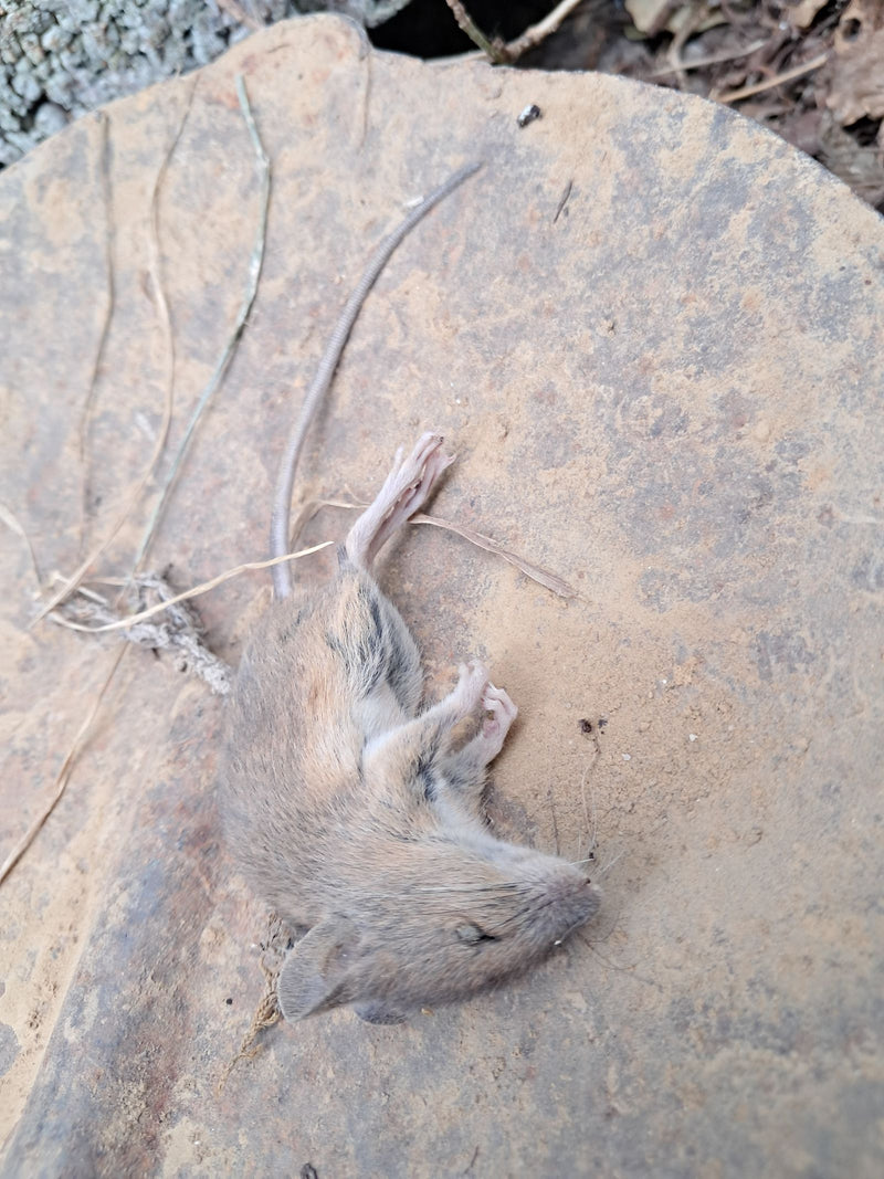 Waldmaus — Bild 1