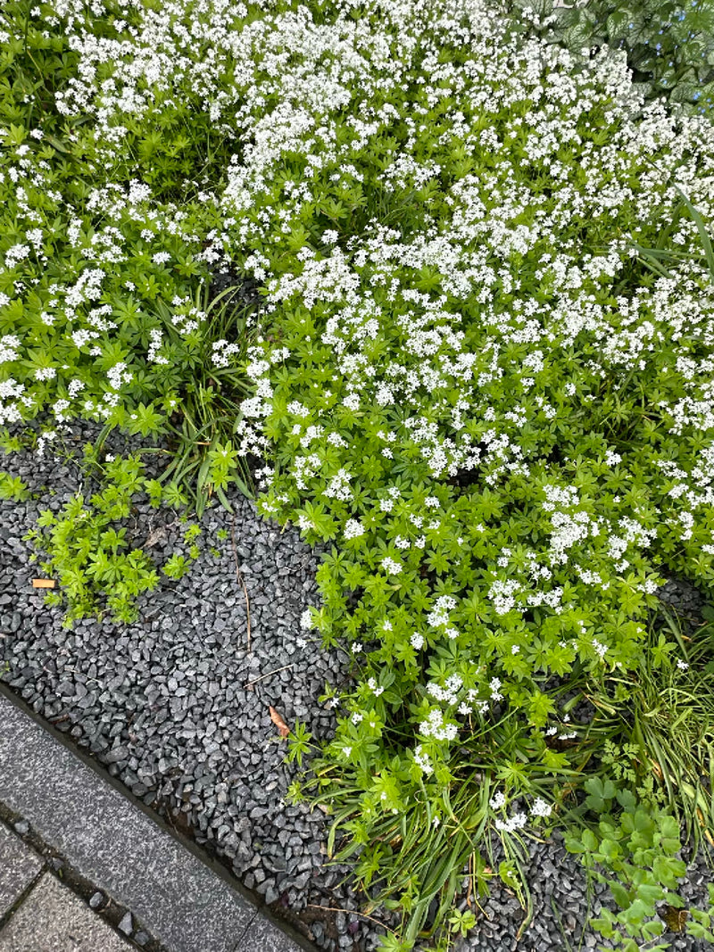 Waldmeister — Bild 2