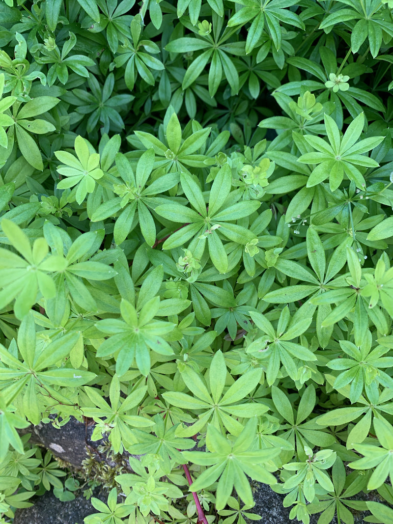 Waldmeister — Bild 5