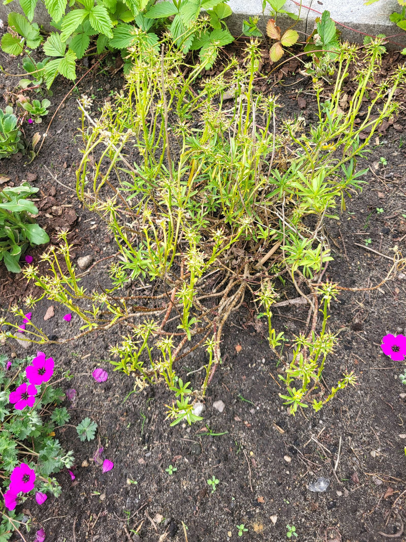 Waldmeister — Bild 3