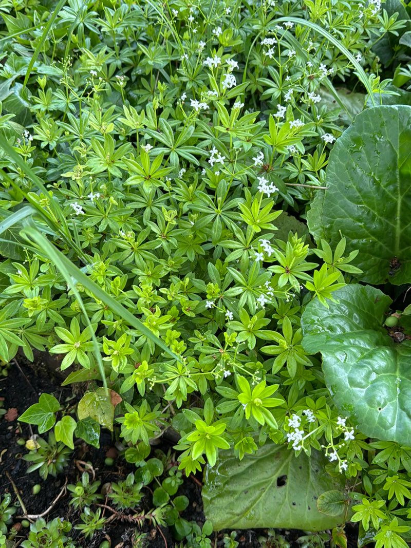 Waldmeister — Bild 4