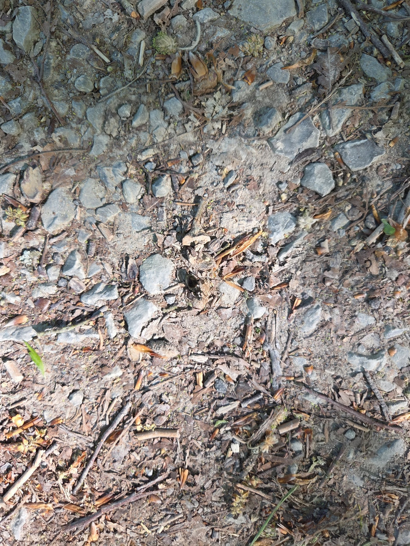 Waldmistkäfer — Bild 4