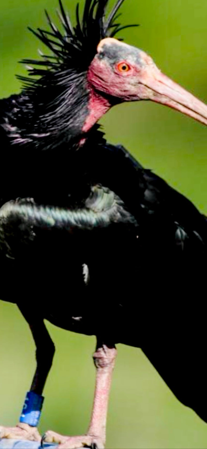 Waldrapp — Bild 3 von 3