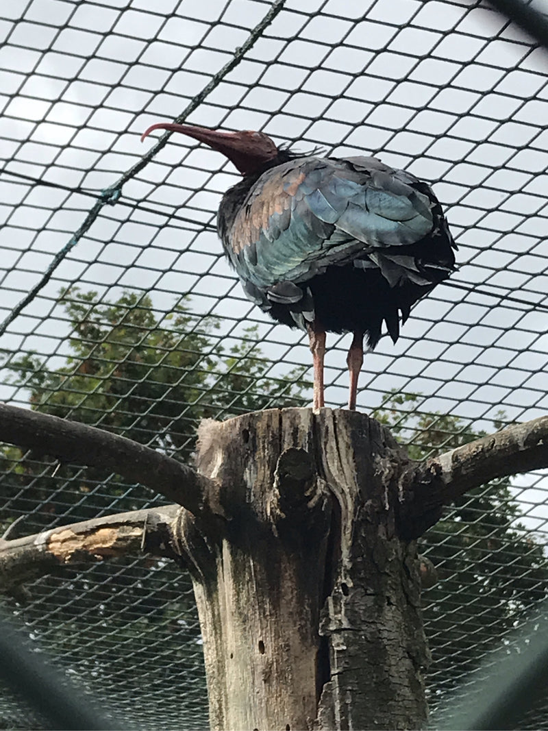 Waldrapp — Bild 1 von 3