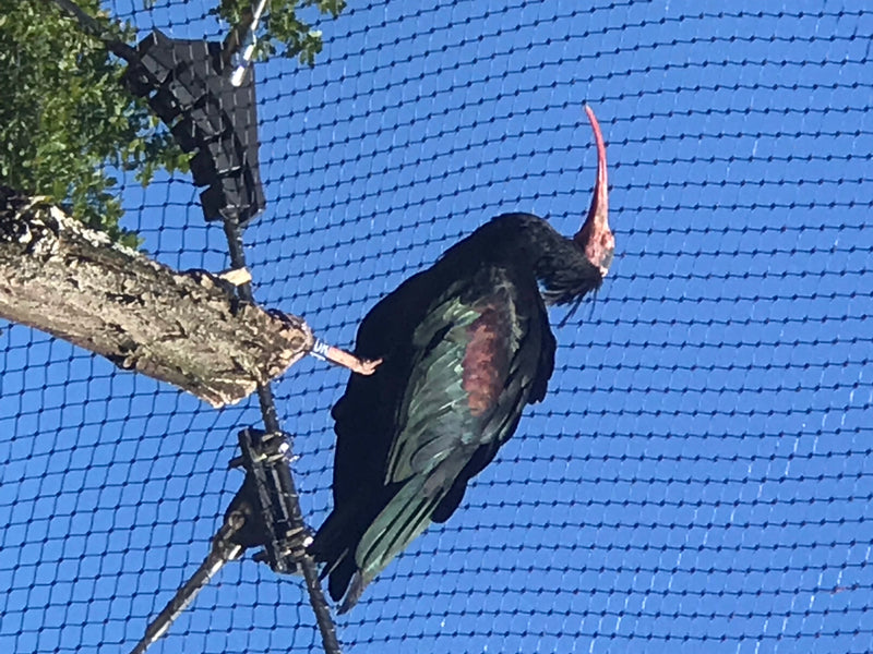 Waldrapp — Bild 2 von 3